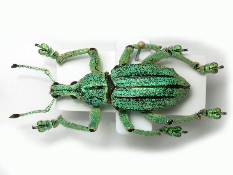 Eupholus cuvieri Guérin-Méneville, 1830